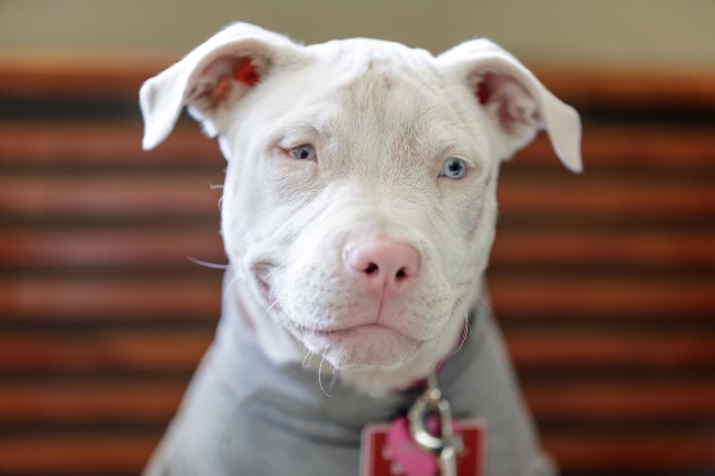 American Pitbull albino