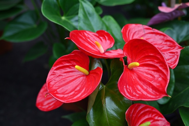 Anthurium rojo