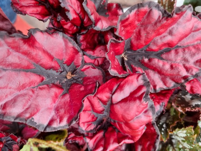 Begonia Rex