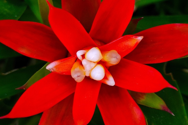 Bromelia, una de las plantas con flores rojas más exóticas
