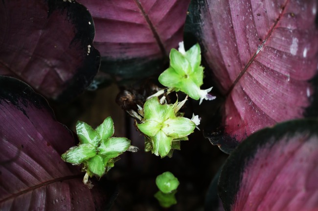 Calathea Crimson