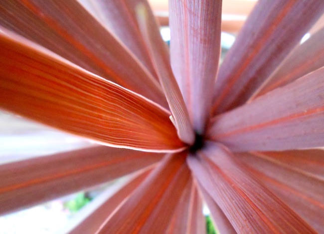 Cordyline ‘Red Star’