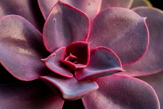 Echeveria roja