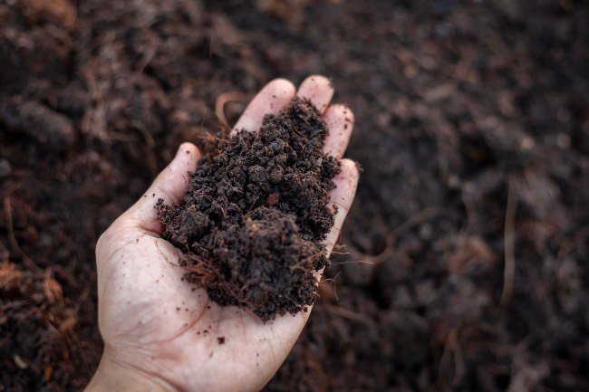 Cómo elegir fertilizante de huerta