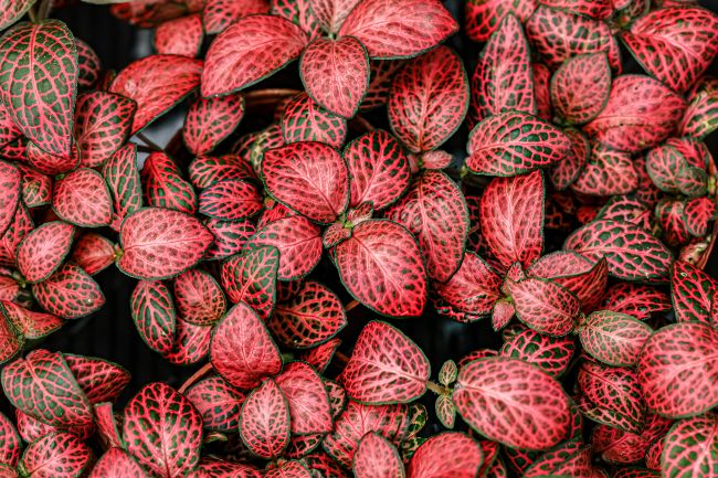 Fittonia, planta de hojas rojas