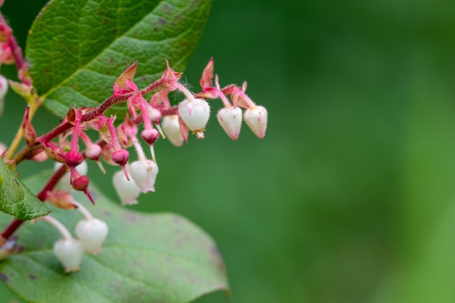Flor de la Gaulteria