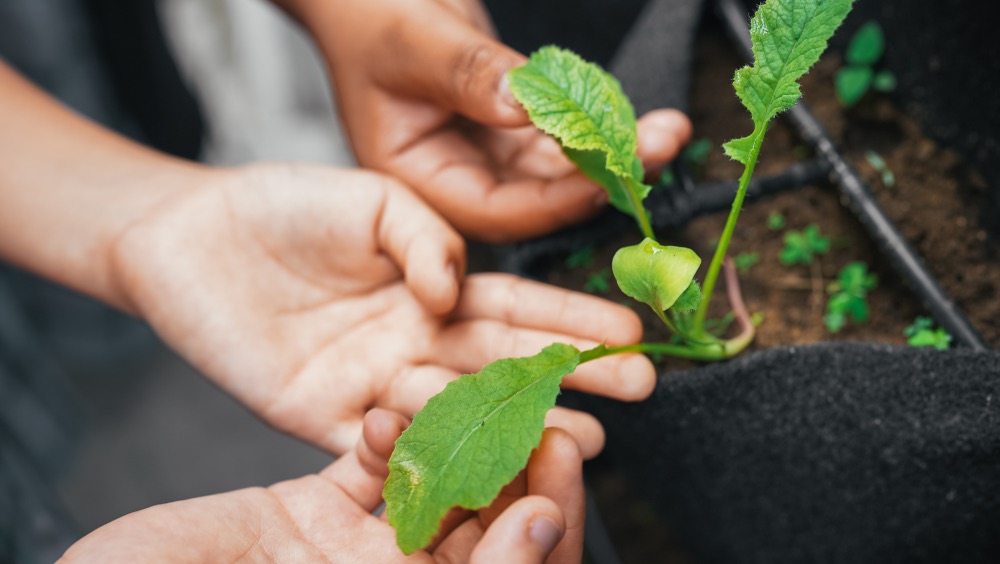 El huerto escolar: una forma divertida de enseñar a los niños sobre la naturaleza