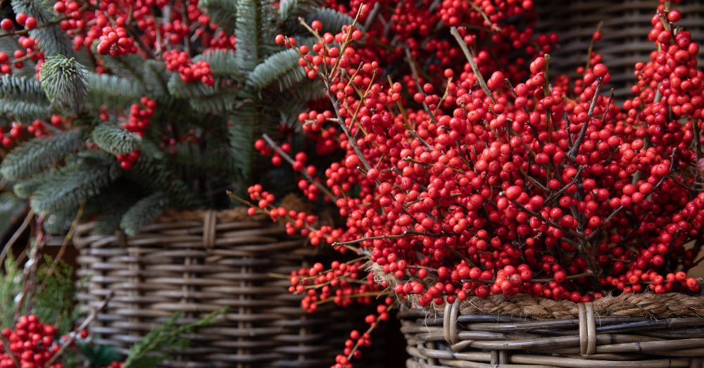 Cuidados del ilex verticillata o acebo Winterberry, una planta ideal para alegrar el invierno