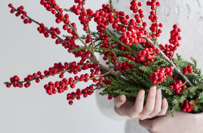 Ilex verticillata