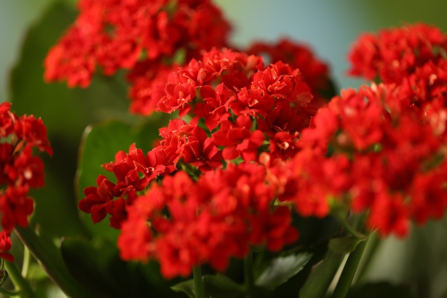 Kalanchoe, una de las plantas con flores rojas más fáciles de cuidar
