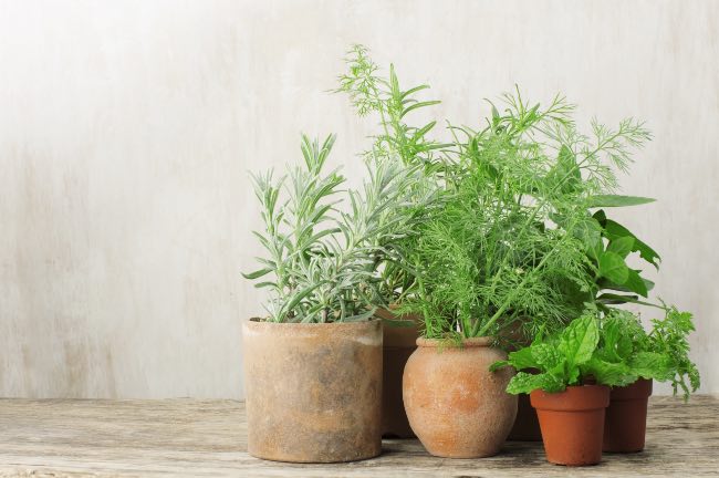 Cómo limpiar una maceta de barro con planta