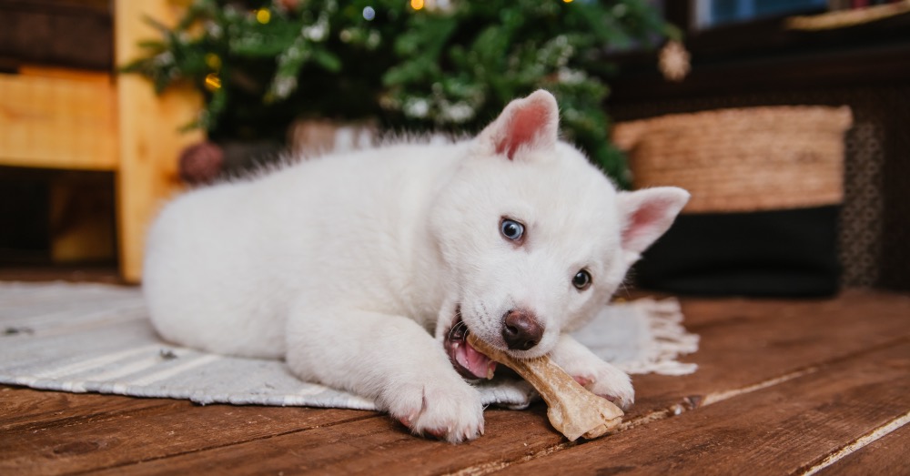 Perros albinos: características y cuidados especiales