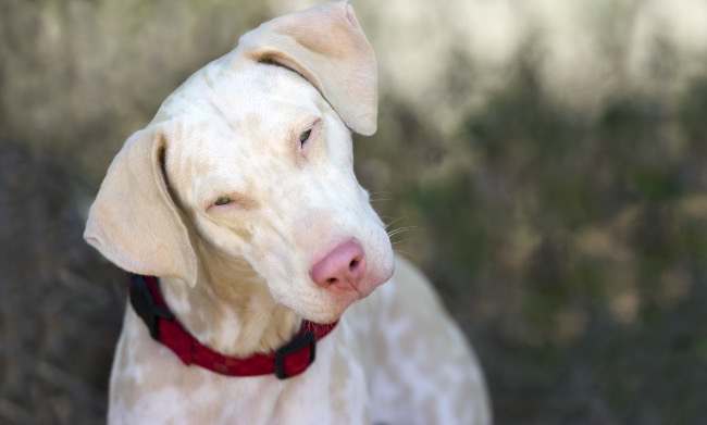 Razas de perros albinos.
