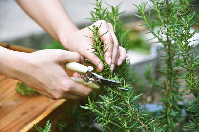 Consejos para cocinar con hierbas aromáticas