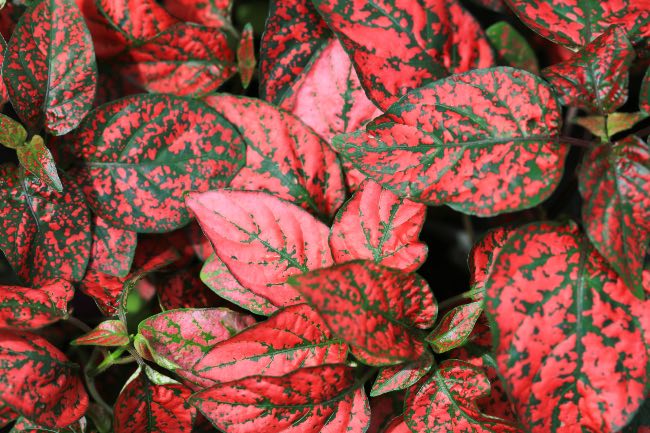 Plantas con hojas rojas en Verdecora