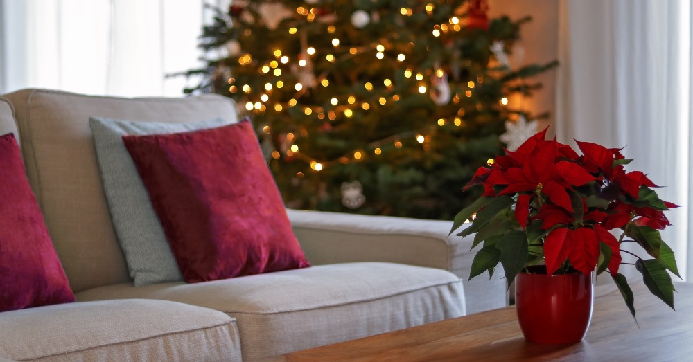 7 plantas con flores rojas para decorar interiores en Navidad
