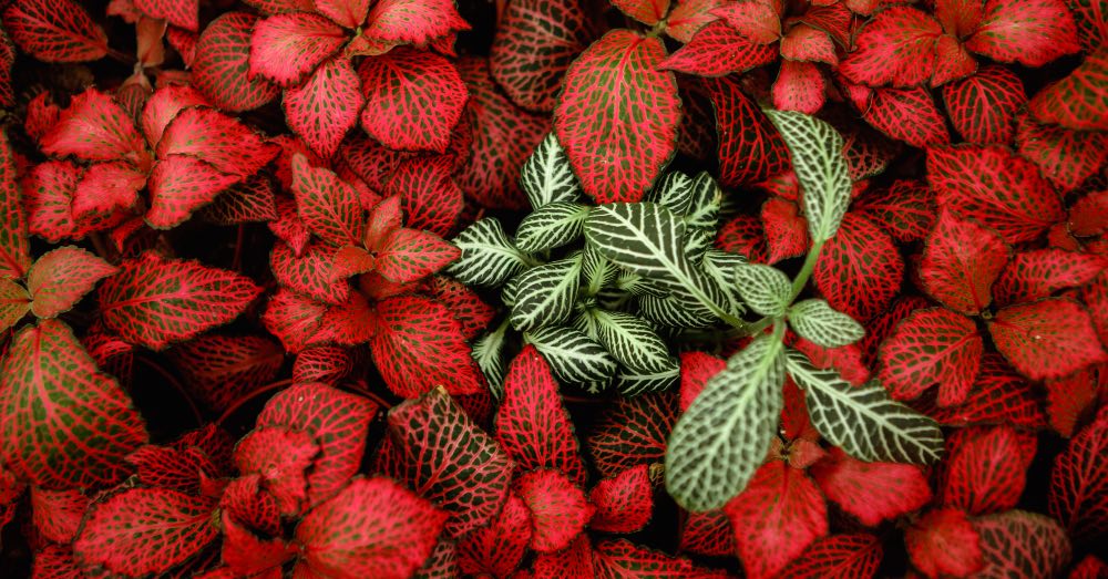 7 plantas con hojas rojas para llenar tu casa con los colores del otoño