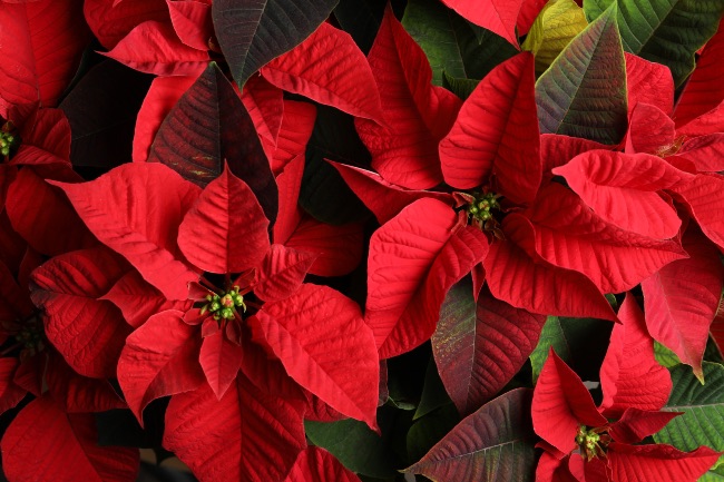 Poinsettia, una planta con flores rojas más populares