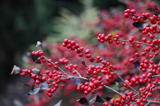 Acebo Winterberry