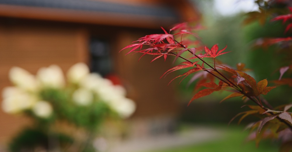 7 árboles pequeños para cultivar en jardines, patios o macetas de exterior