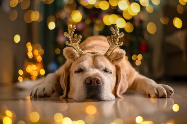 Consejos para los cuidados del perro en Navidad