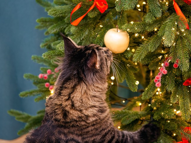 Gato y árbol de Navidad
