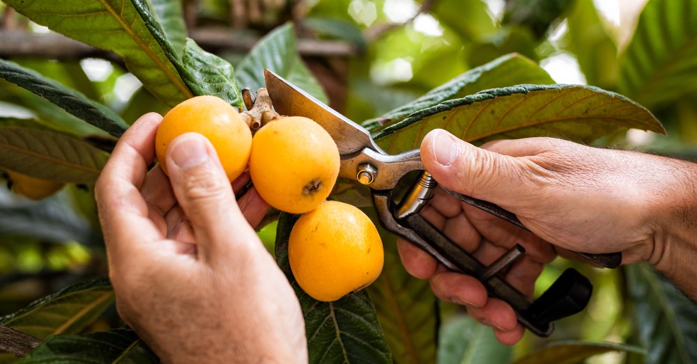 Cuidados del níspero: consejos de cultivo, riego, poda y cosecha