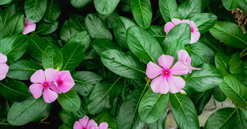 Cuidados de la vinca de Madagascar: disfruta de sus flores todo el año