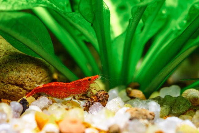 Gamba entre plantas naturales de acuario