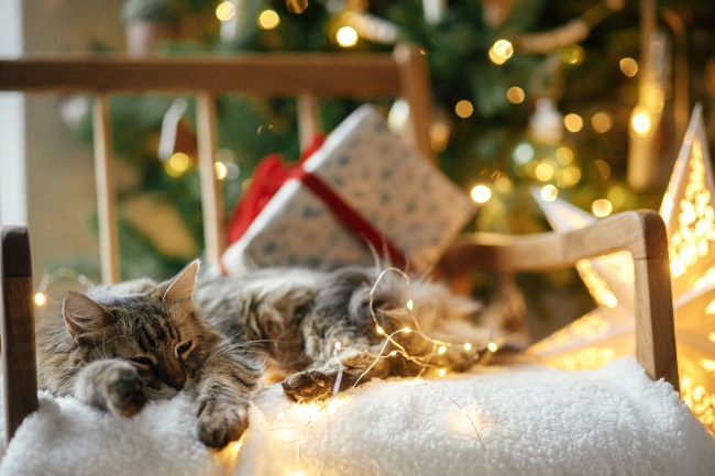 Gato en Navidad