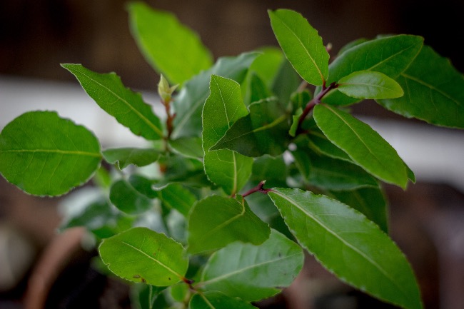 Arbol pequeño de Laurel