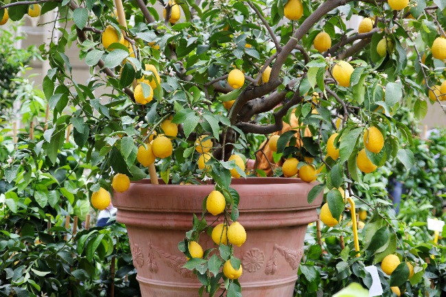 Limonero enano