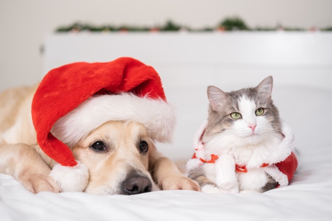 Cómo cuidar mascotas en Navidad