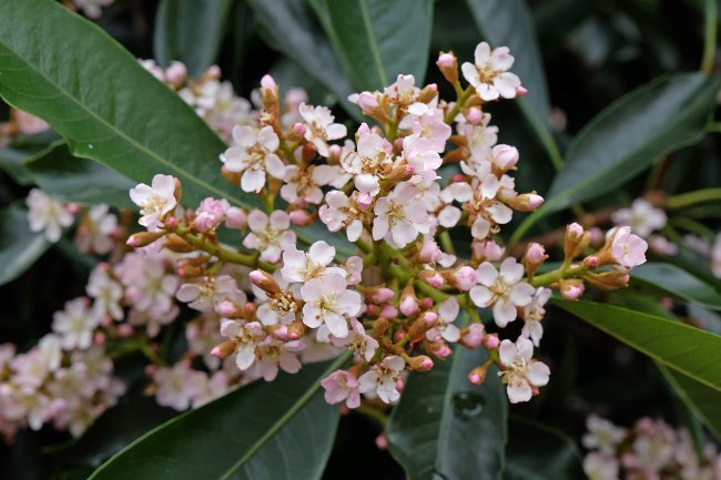 Níspero en flor