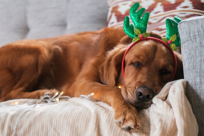 Perros en Navidad