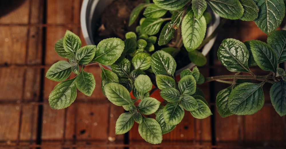 Cuidados de la planta del dinero o planta millonaria | Blog Verdecora
