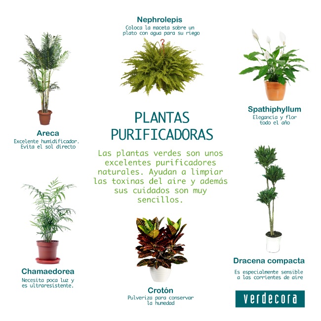 Plantas de interior que purifican el aire
