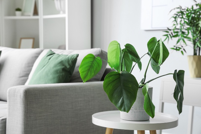 Plantas verdes, plantas purificadoras del aire