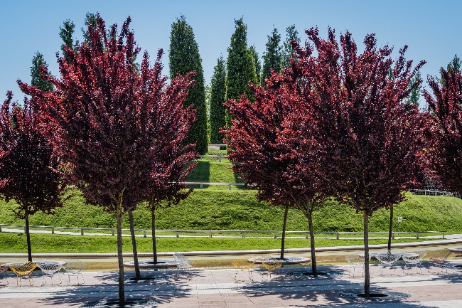 Prunus cerasífera Nigra