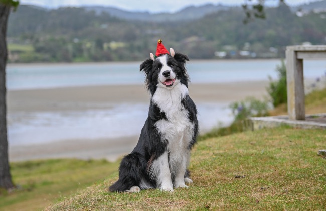 Rutinas, claves en los cuidados de los perros en Navidad