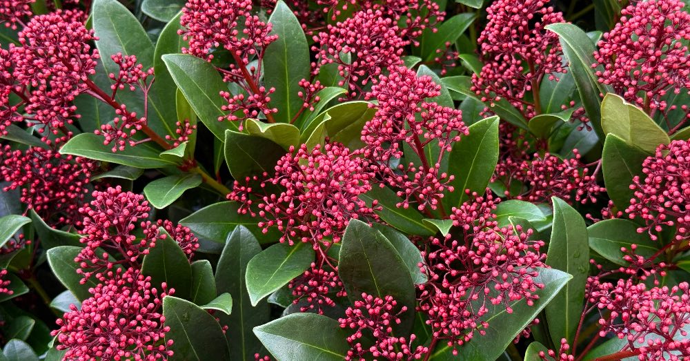 Cuidados de la skimmia japonica, una planta para Navidad y para todo el año