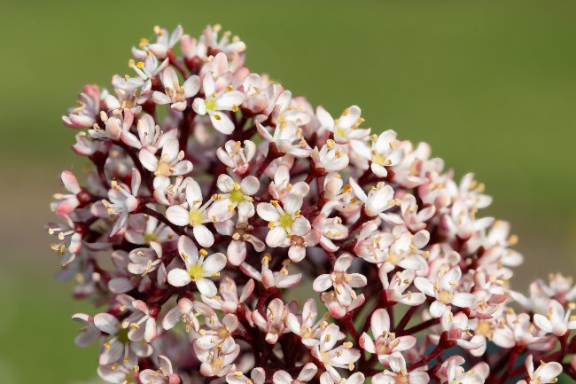 Flores de skimmia japonica