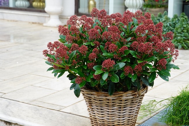 Skimmia japonica en maceta