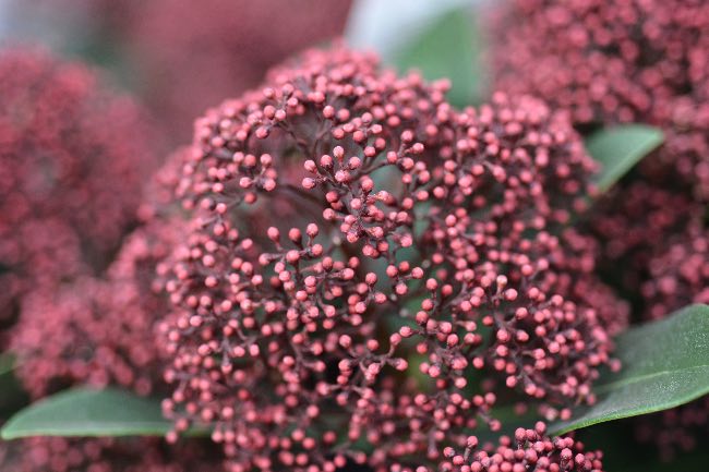Skimmia japonica