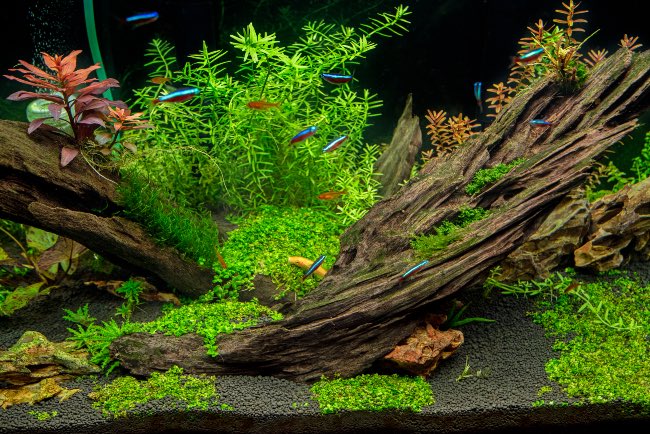 Ventajas de las plantas naturales de acuario