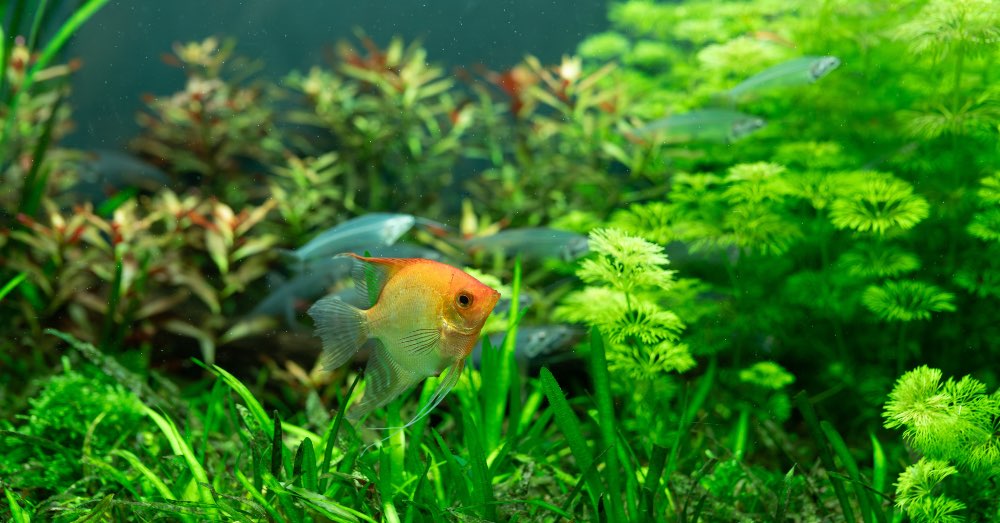 Ventajas de las plantas naturales para acuario