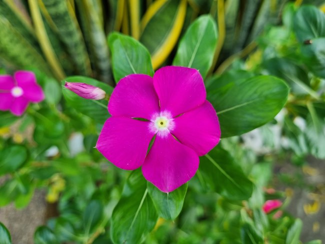 Vinca de Madagascar