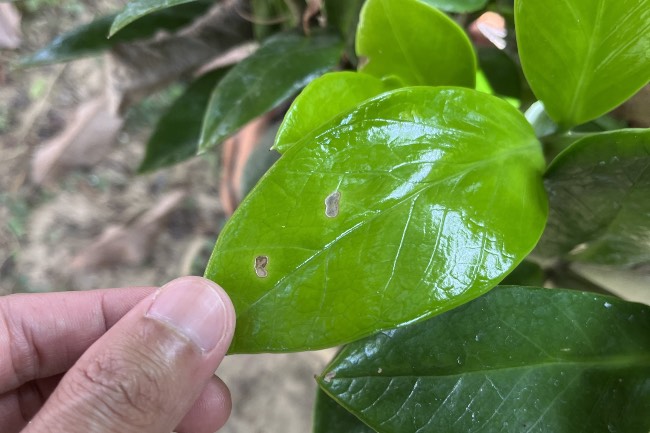 Antracnosis en plantas de interior