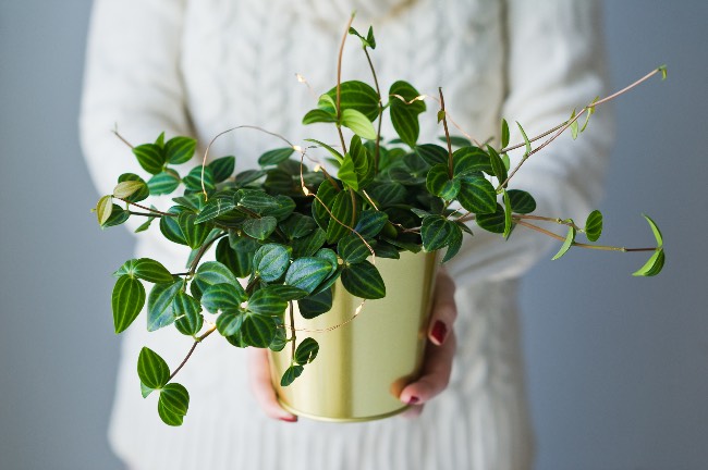 Plantas Año Nuevo