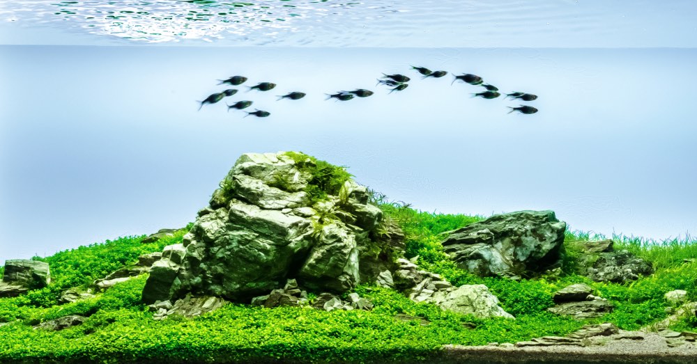 Acuario Iwagumi: qué es y primeros pasos para montarlo